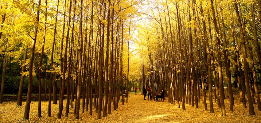 5 lý do bạn nên đi du lịch Hàn Quốc mùa thu
