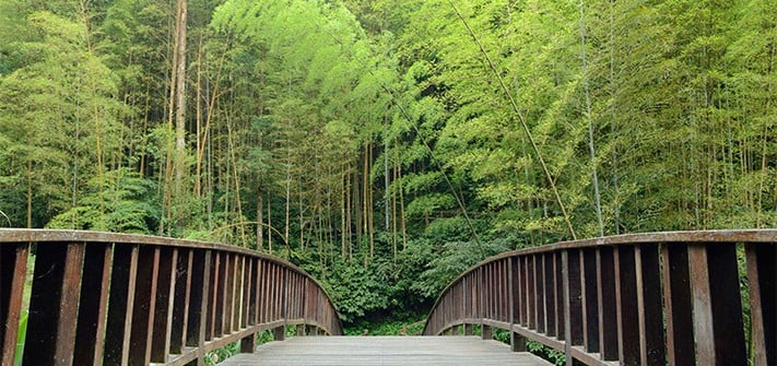 du-lịch-đài-loan-tự-túc-Fenqihu-Forest-Trail