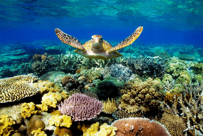 Du-lịch-Úc-Great-barrier-reef-1-711x476