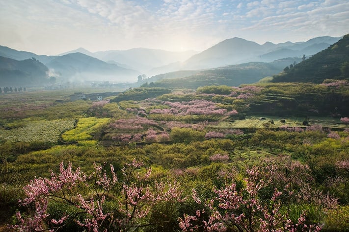 du-lịch-hong-kong-Rural landscape,Peach Blossom in moutainous area in shaoguan district, guangdong province, China