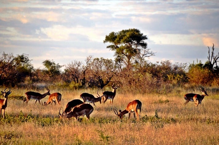 du-lịch-Nam-Phi-Kruger-national-park-711