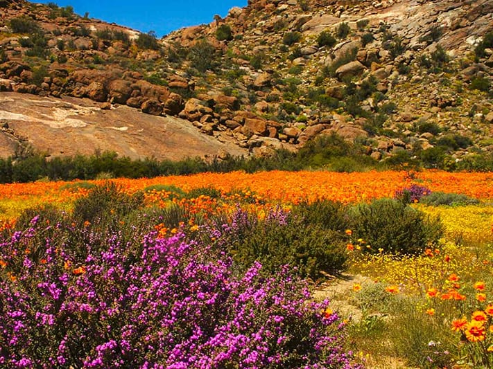 du-lịch-nam-phi-Namaqua-flowers-711