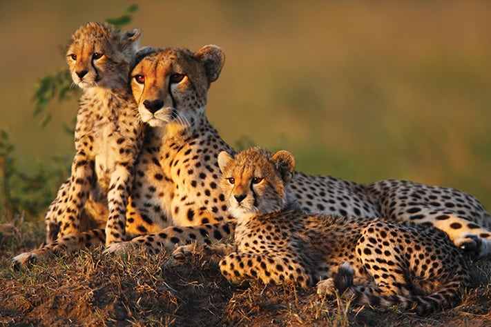 du-lịch-nam-phi-cheetah-fam-711