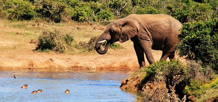 Du lịch Nam Phi - Ngất lịm trước cảnh đẹp của thiên nhiên hoang dã