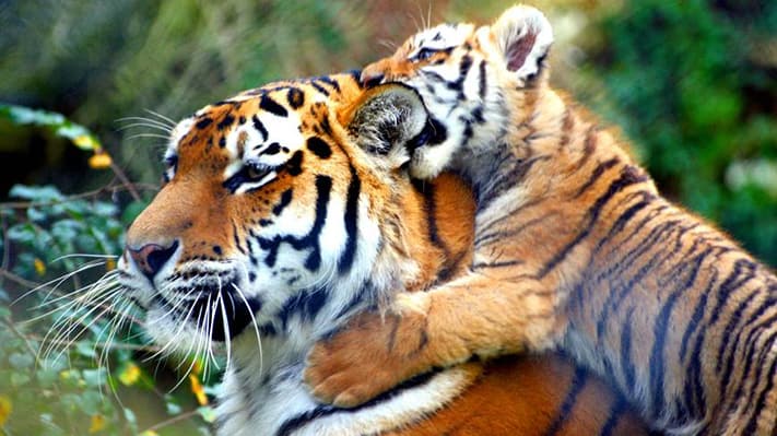 du-lịch-bangladesh-Brownish-Orange-Tiger-711