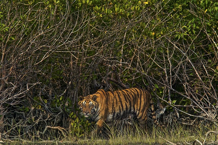 A tiger walks among the mangroves in India's Sundarbans.