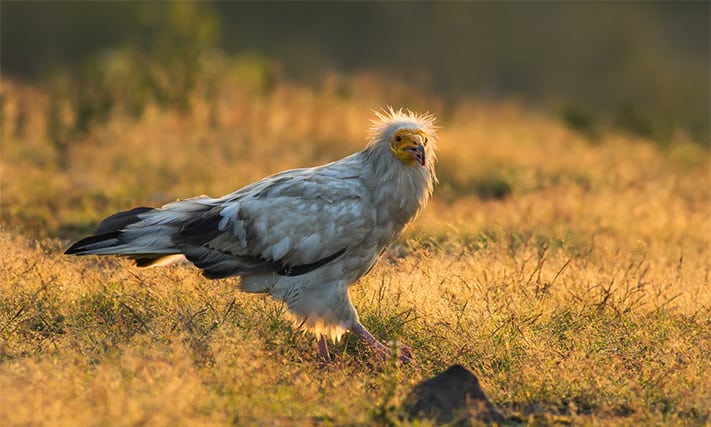 du-lịch-bulgaria-Egyptian-Vulture-photography-Bulgaria-Iordan-Hristov-7202