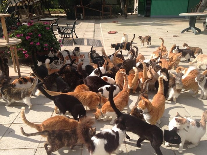 du-lịch-síp-The-Malcolm-Cat-Sanctuary-711