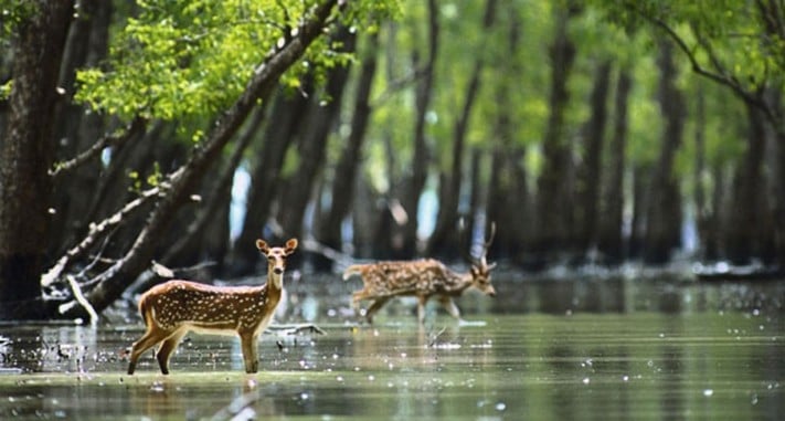du-lịch-bangladesh-sundarbans-the-largest-mangrove-forest-in-the-world-711