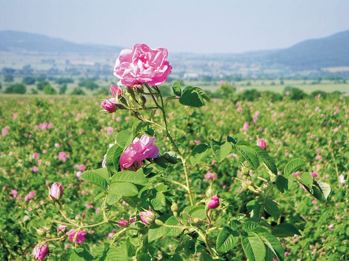 du-lịch-bulgaria-rose-field-in-bulgaria_press-711