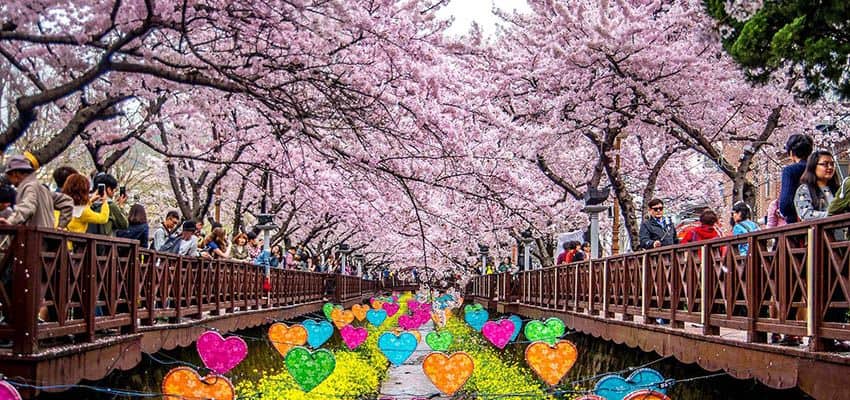 Du lịch Hàn Quốc tháng 3 – Tất tần tật kinh nghiệm ngắm hoa anh đào đẹp quên lối về