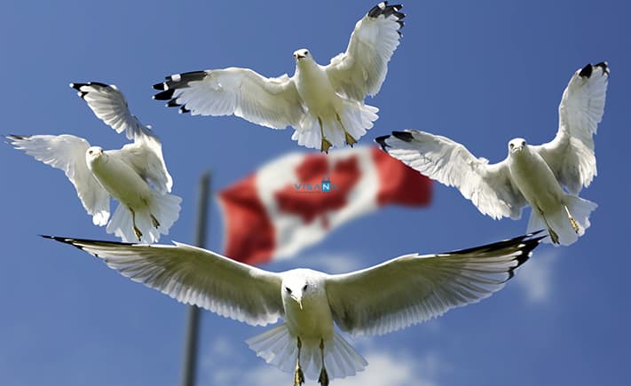 visa dinh cu canada