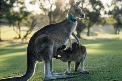 Visa định cư Úc cập nhật chi tiết