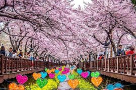 Du lịch Hàn Quốc tháng 3 -  Tất tần tật kinh nghiệm ngắm hoa anh đào đẹp quên lối về