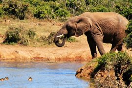 Du lịch Nam Phi – Ngất lịm trước cảnh đẹp của thiên nhiên hoang dã